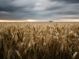 Wheat field, Food sector