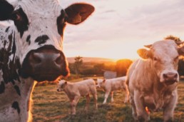 Food sector, cows roaming