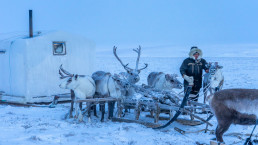 Arctic Opportunity Explorers - reindeer, northern Siberia